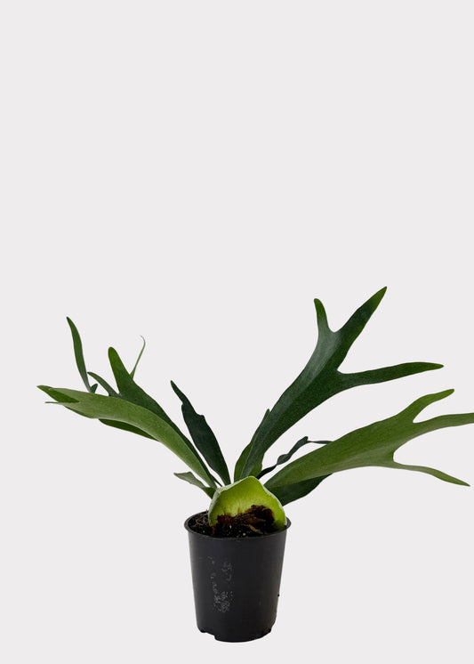 Staghorn Fern