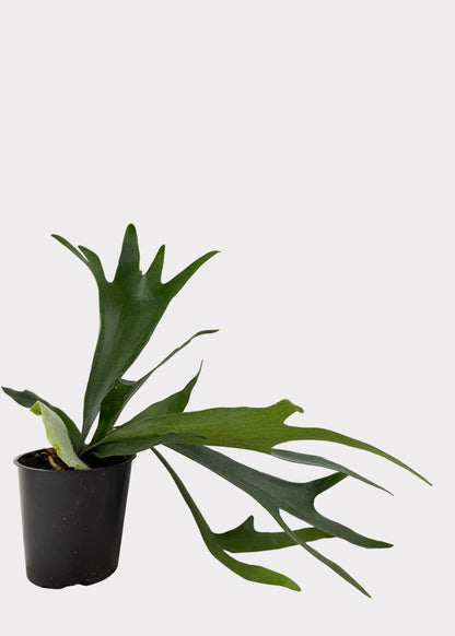 Staghorn Fern