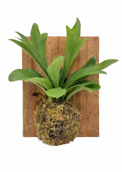 Staghorn Fern