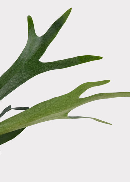 Staghorn Fern