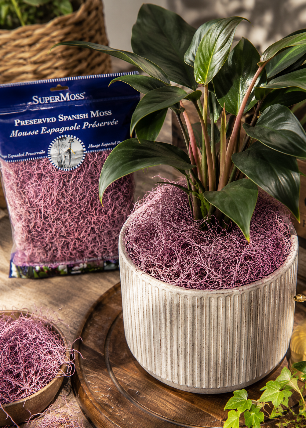 Dusty Rose Spanish Moss on potted plant