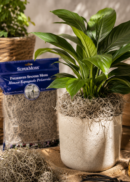 Potted plant with SuperMoss product in the background