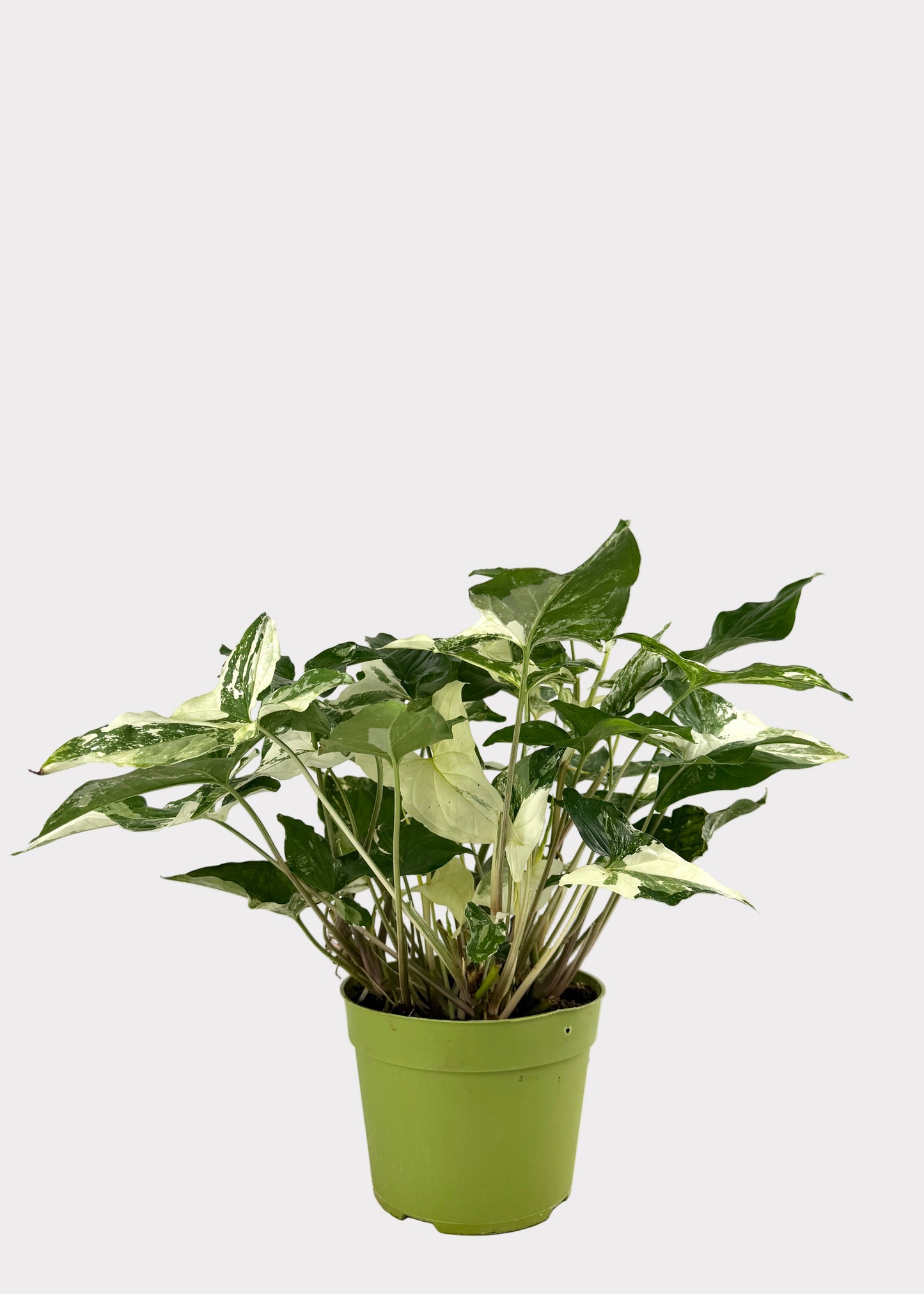 Syngonium Podophyllum - Albo