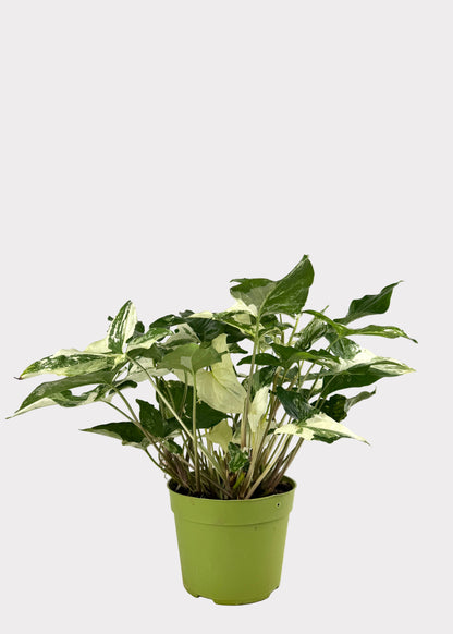 Syngonium Podophyllum - Albo