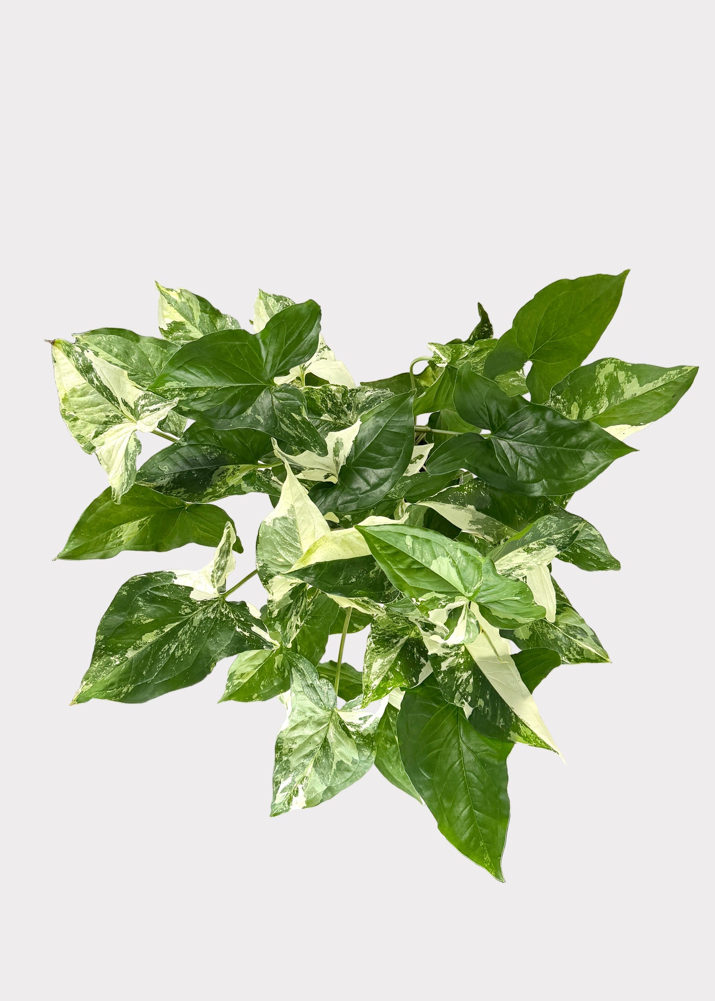 Syngonium Podophyllum - Albo