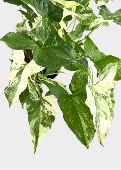Syngonium Podophyllum - Albo