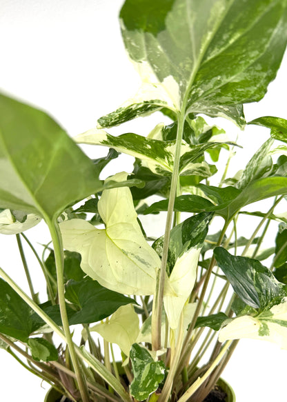 Syngonium Podophyllum - Albo