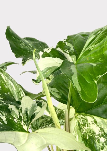 Syngonium Podophyllum - Albo