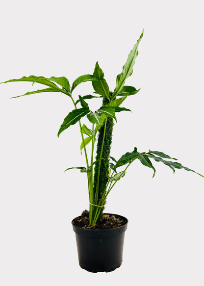 Syngonium - Little Star