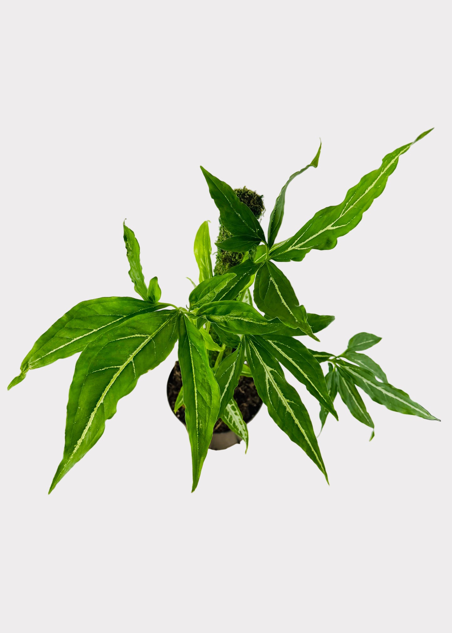 Syngonium - Little Star