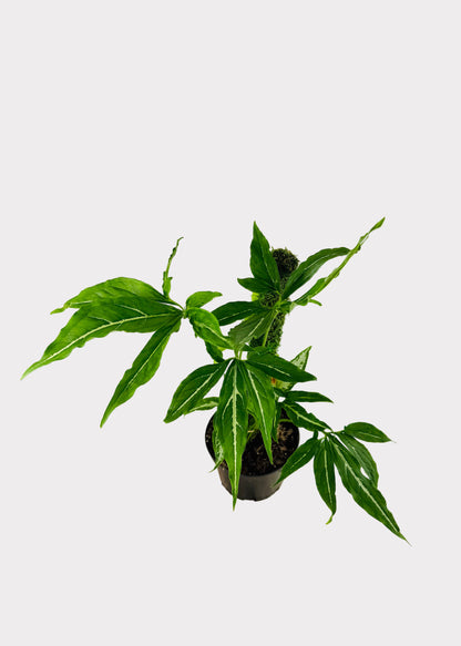 Syngonium - Little Star