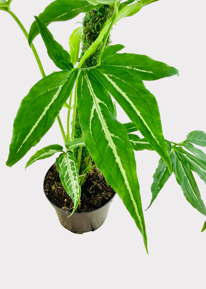 Syngonium - Little Star