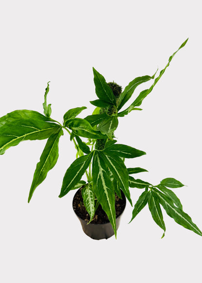 Syngonium - Little Star