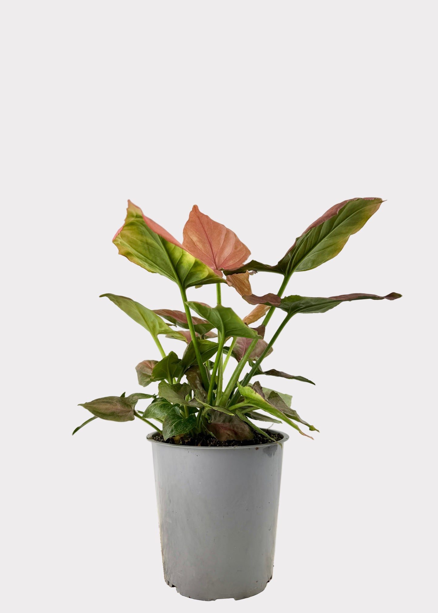 Syngonium – Pink Perfection