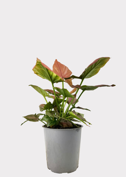Syngonium – Pink Perfection