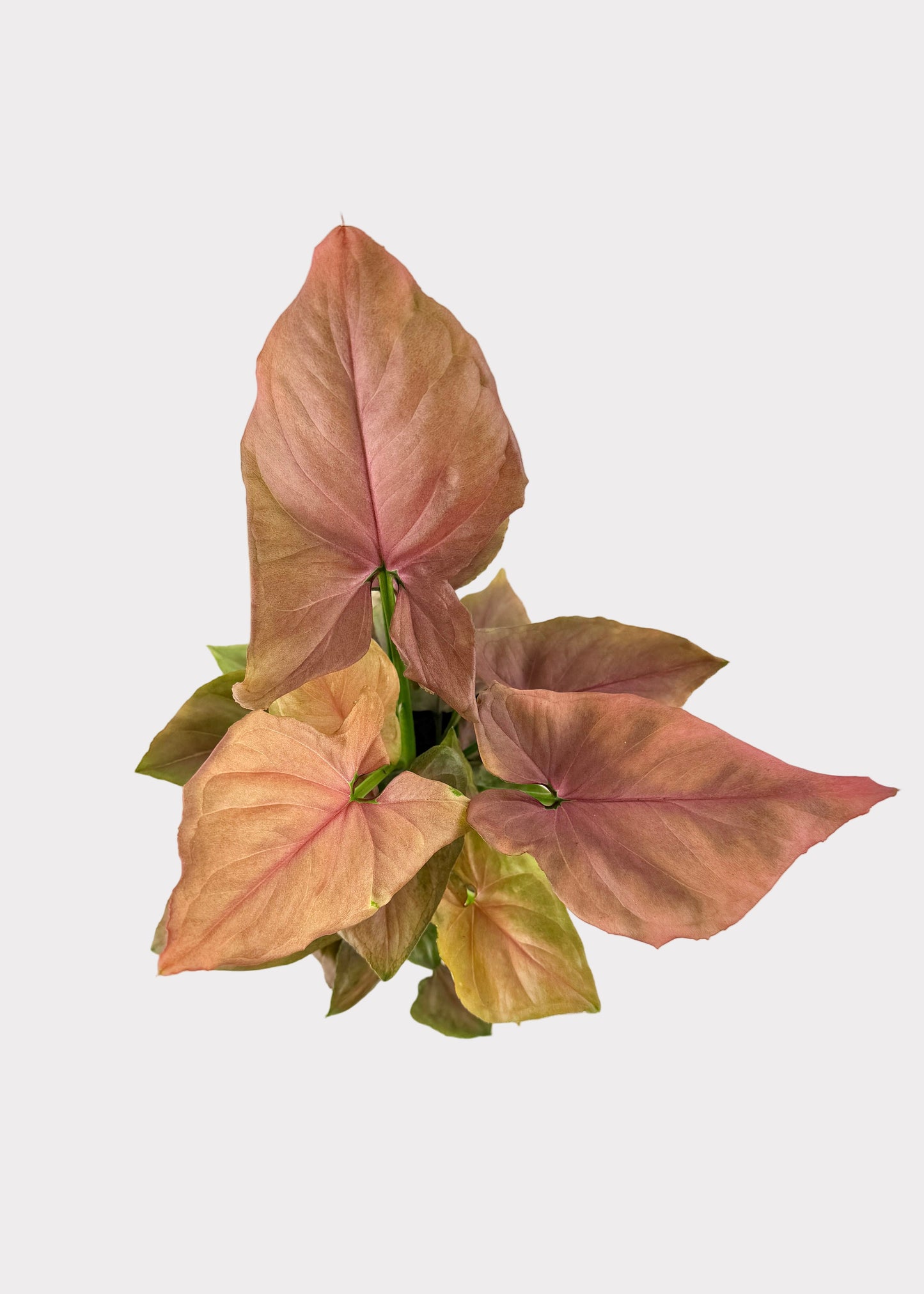 Syngonium – Pink Perfection