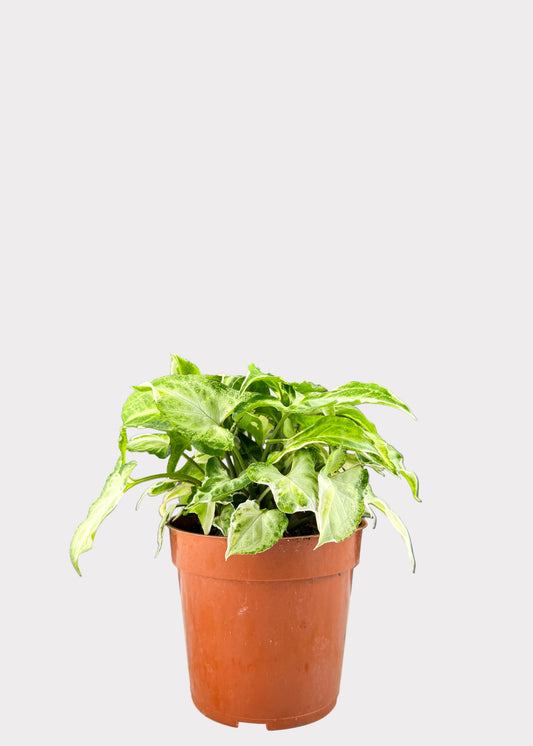 Syngonium Starlite
