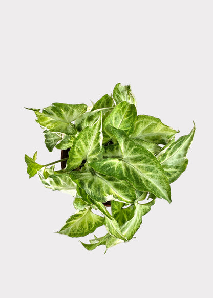 Syngonium Starlite