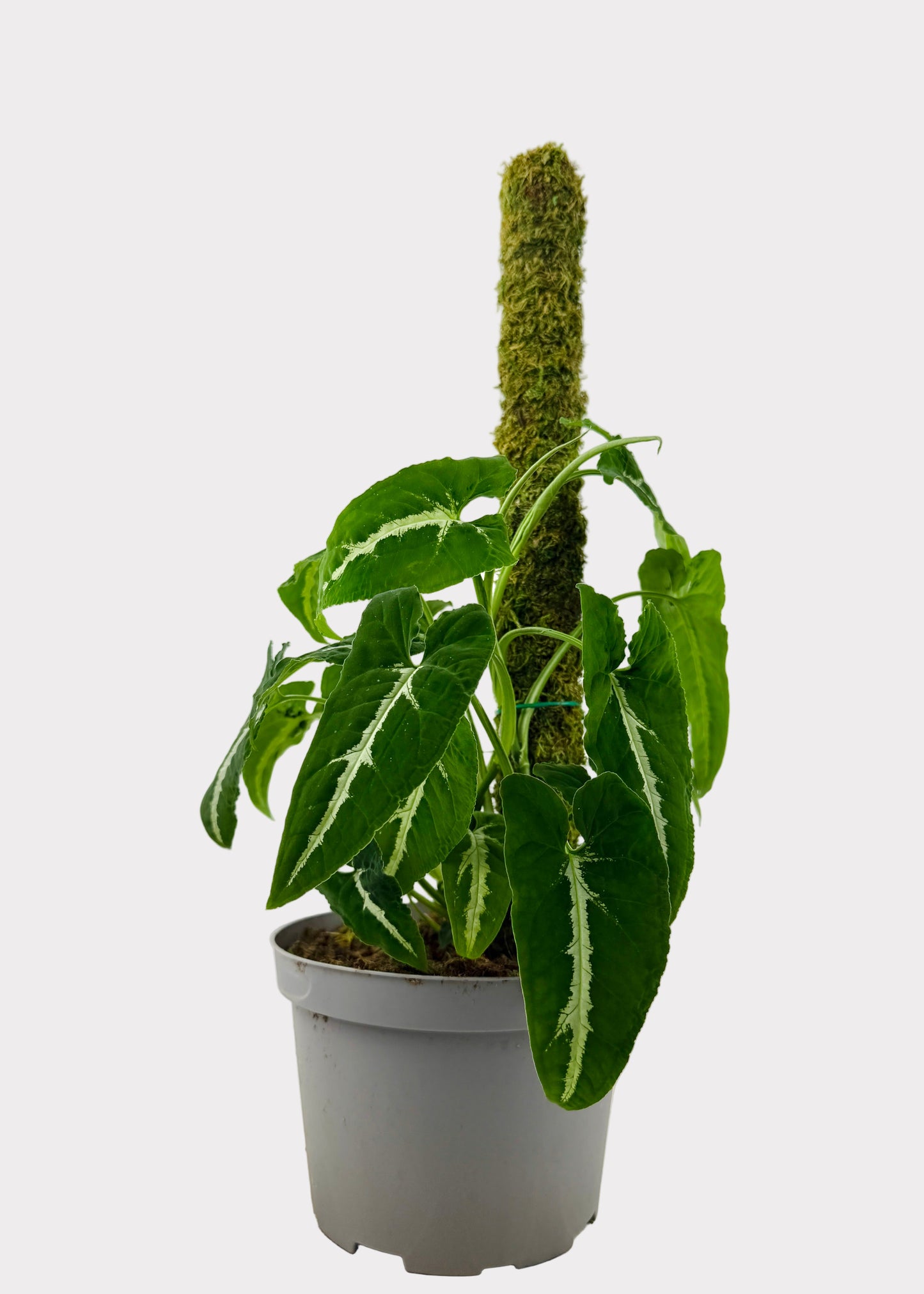 Syngonium - Wendlandii