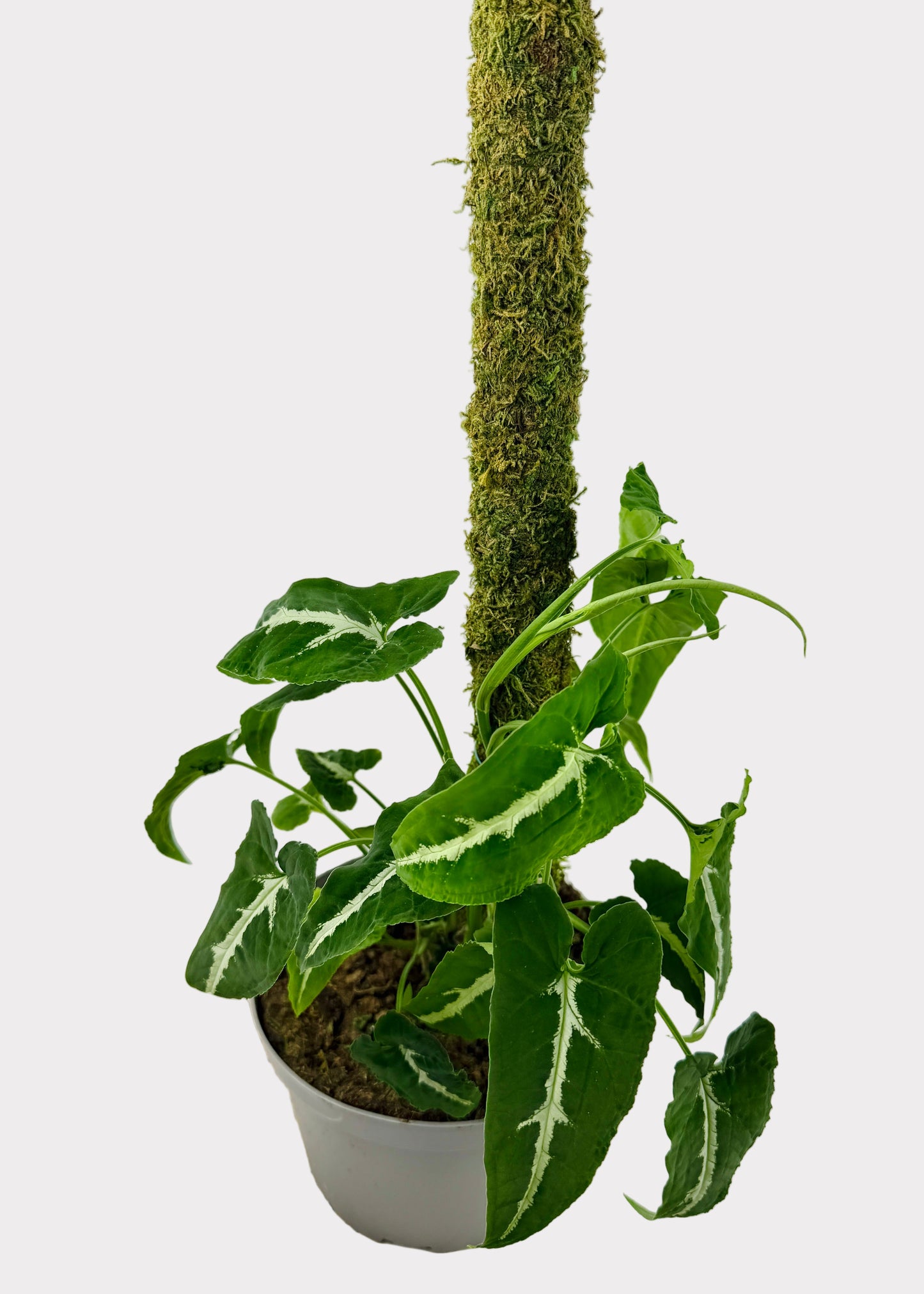 Syngonium - Wendlandii