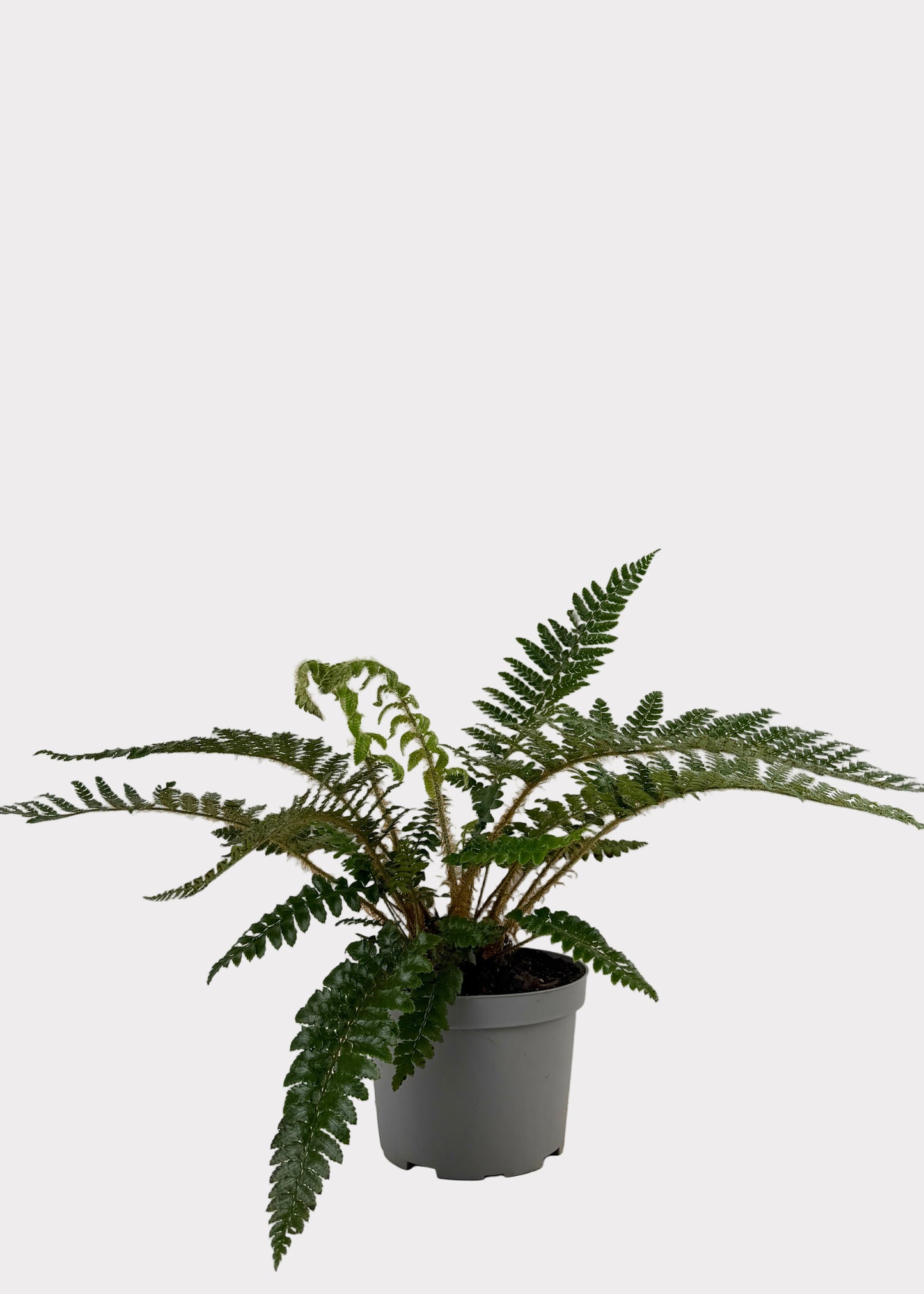 Tassel Fern
