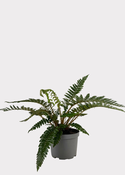 Tassel Fern