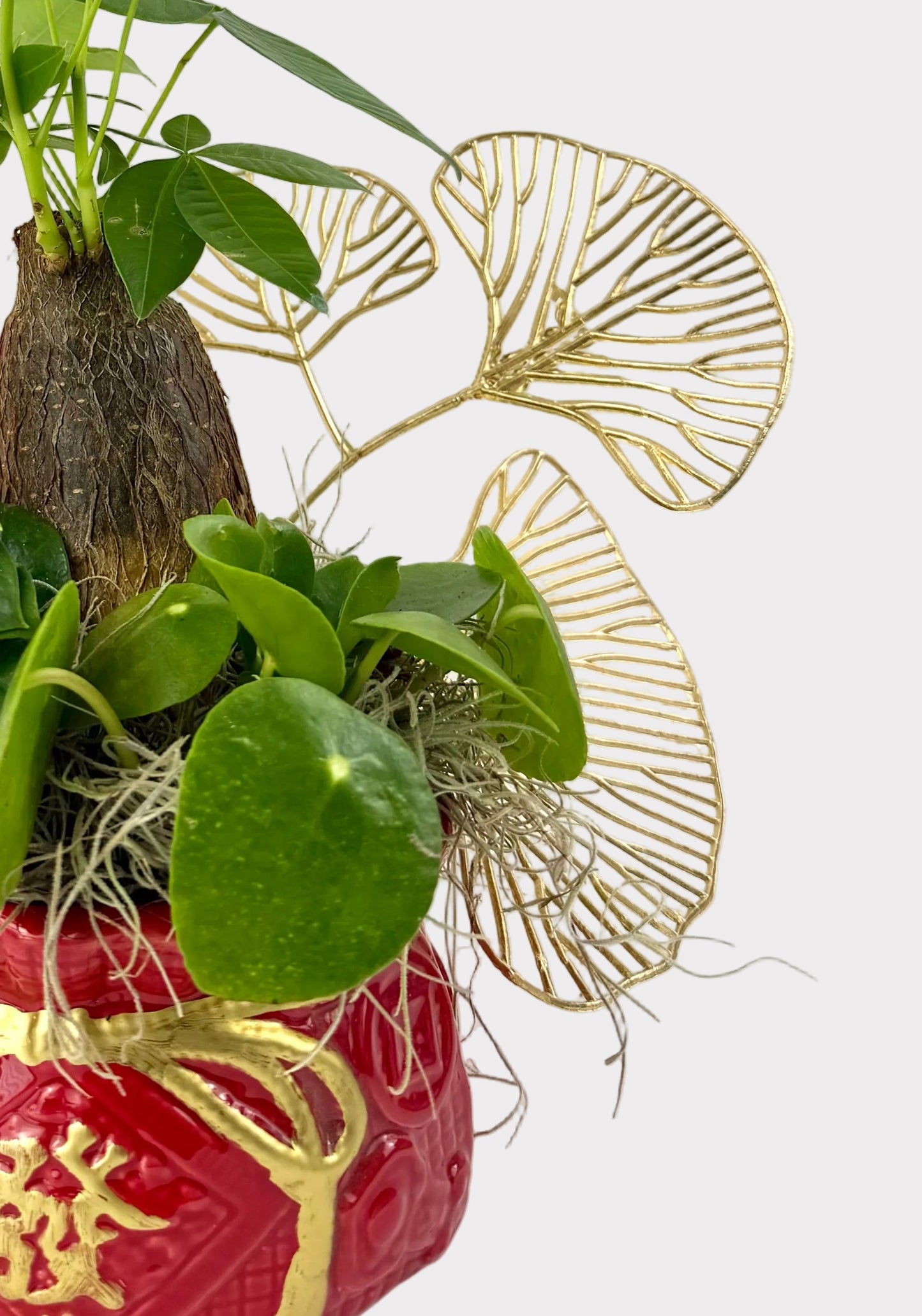 Triple Fortune Wealth Plant Set – Money Tree, ZZ Plant & Pilea