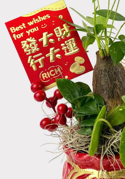 Triple Fortune Wealth Plant Set – Money Tree, ZZ Plant & Pilea