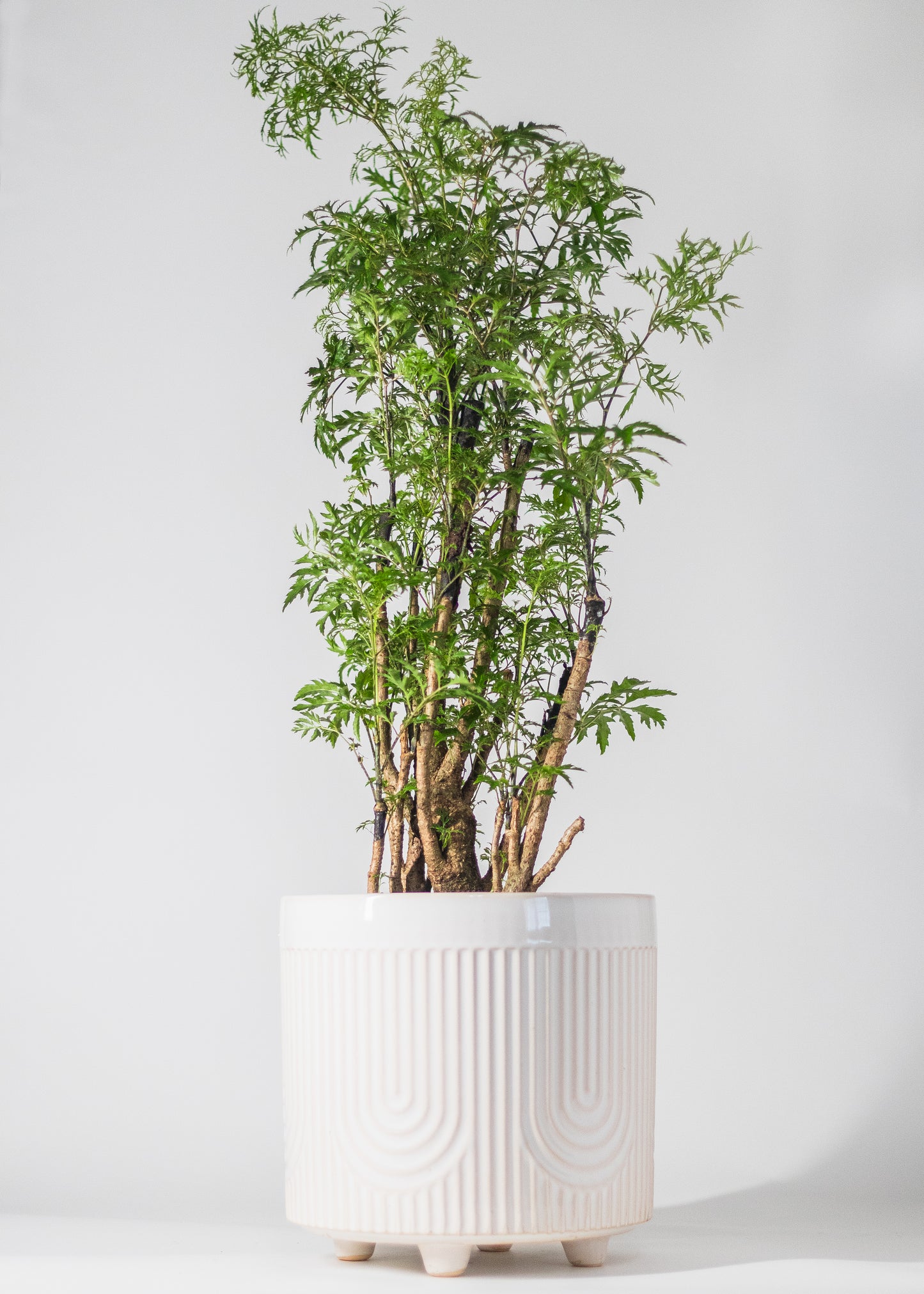 footed planter with U pattern embossed into white glazed ceramic