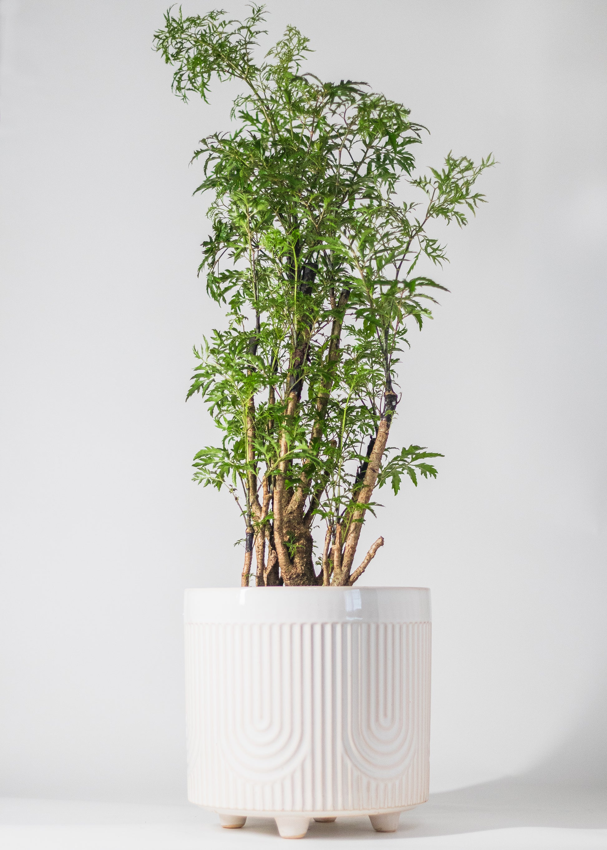 footed planter with U pattern embossed into white glazed ceramic