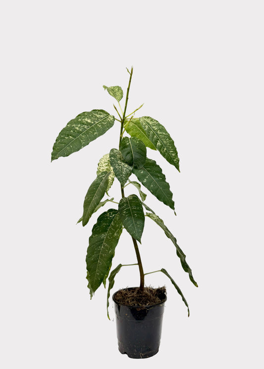 Ficus - Aspera Variegated