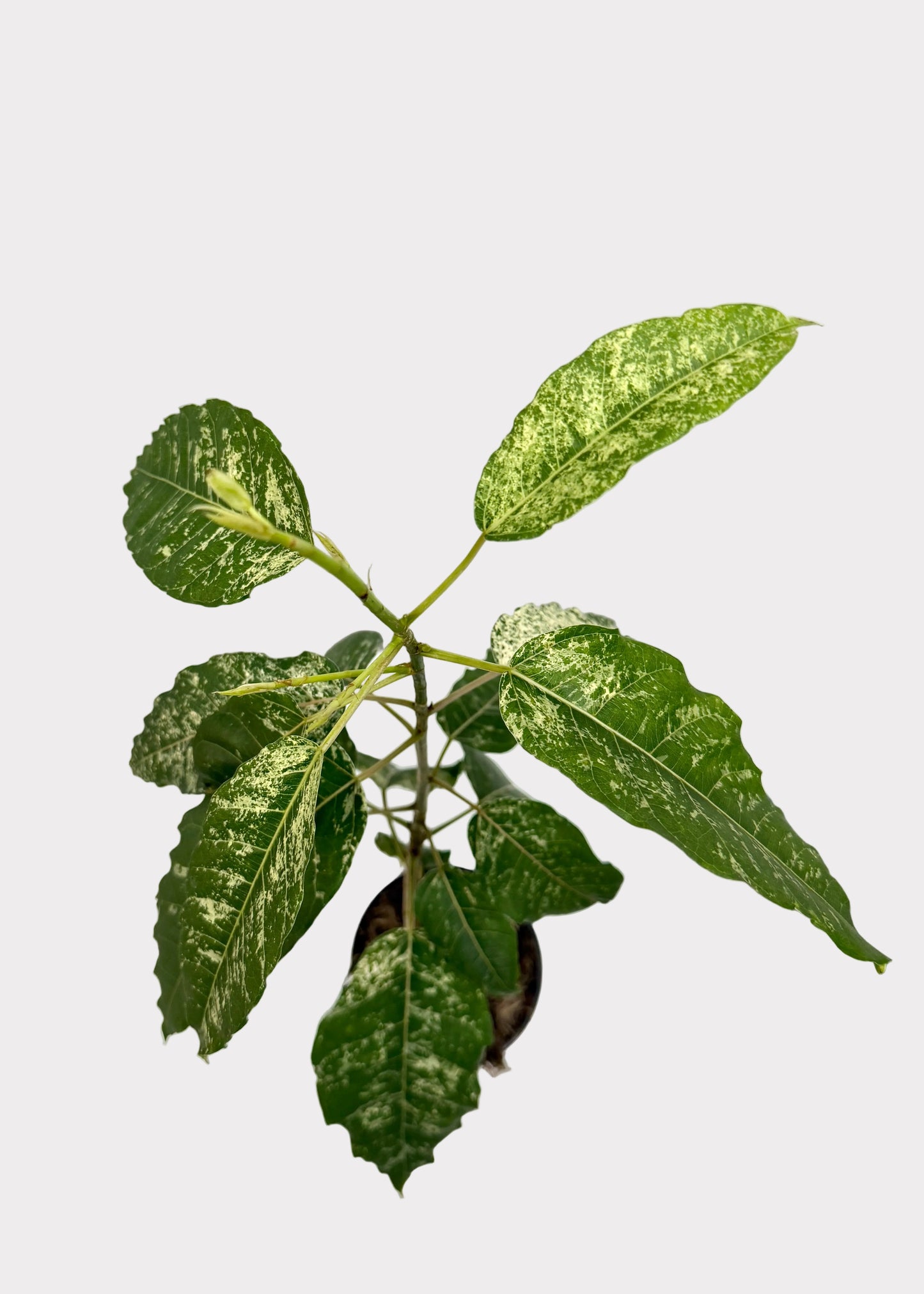 Ficus - Aspera Variegated