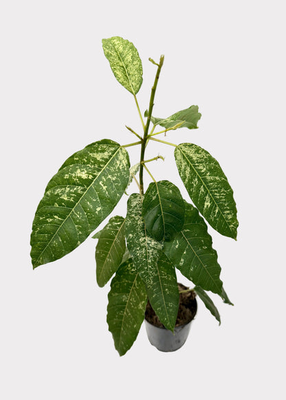 Ficus - Aspera Variegated