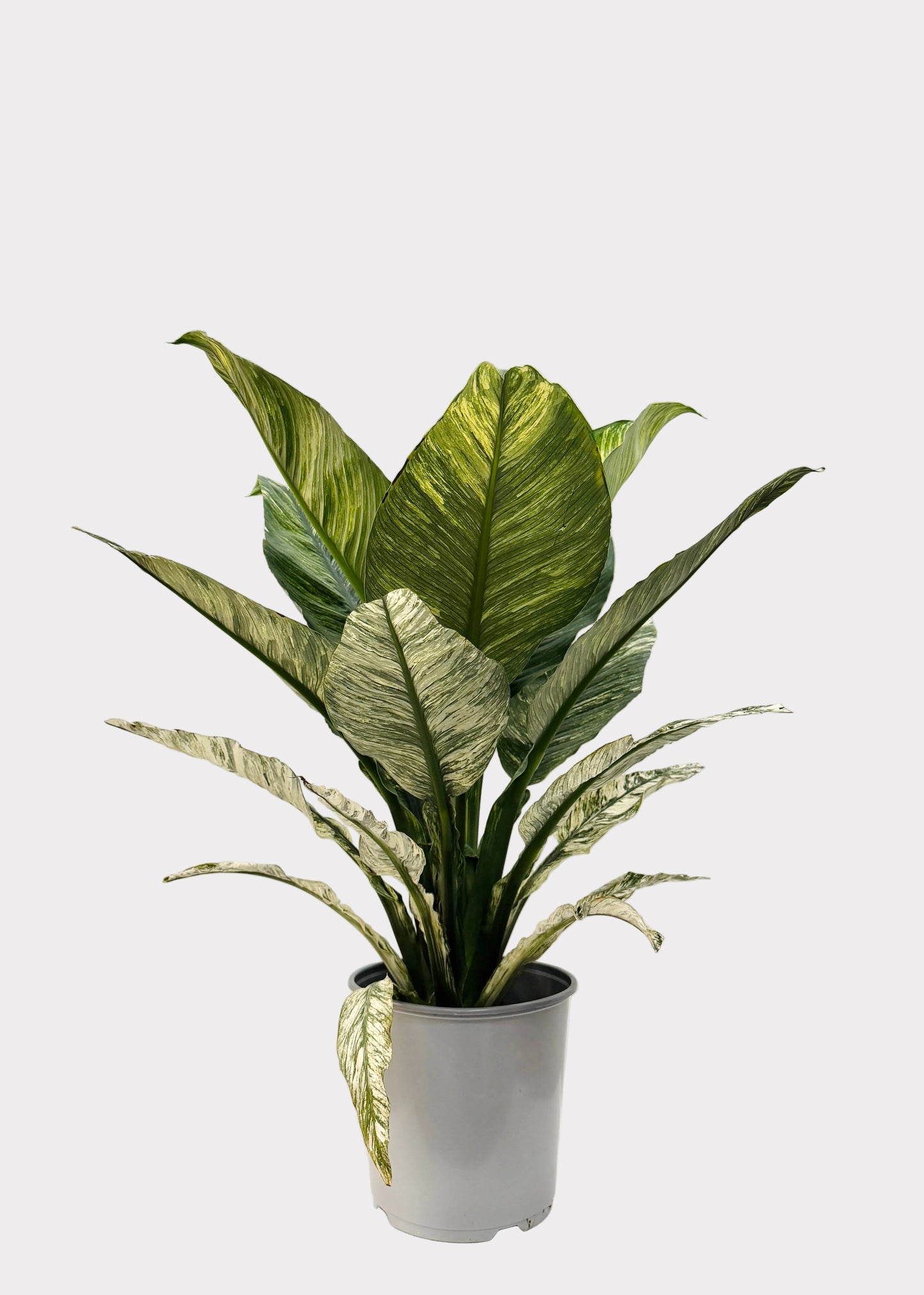 Spathiphyllum - Sensation 'Variegata’