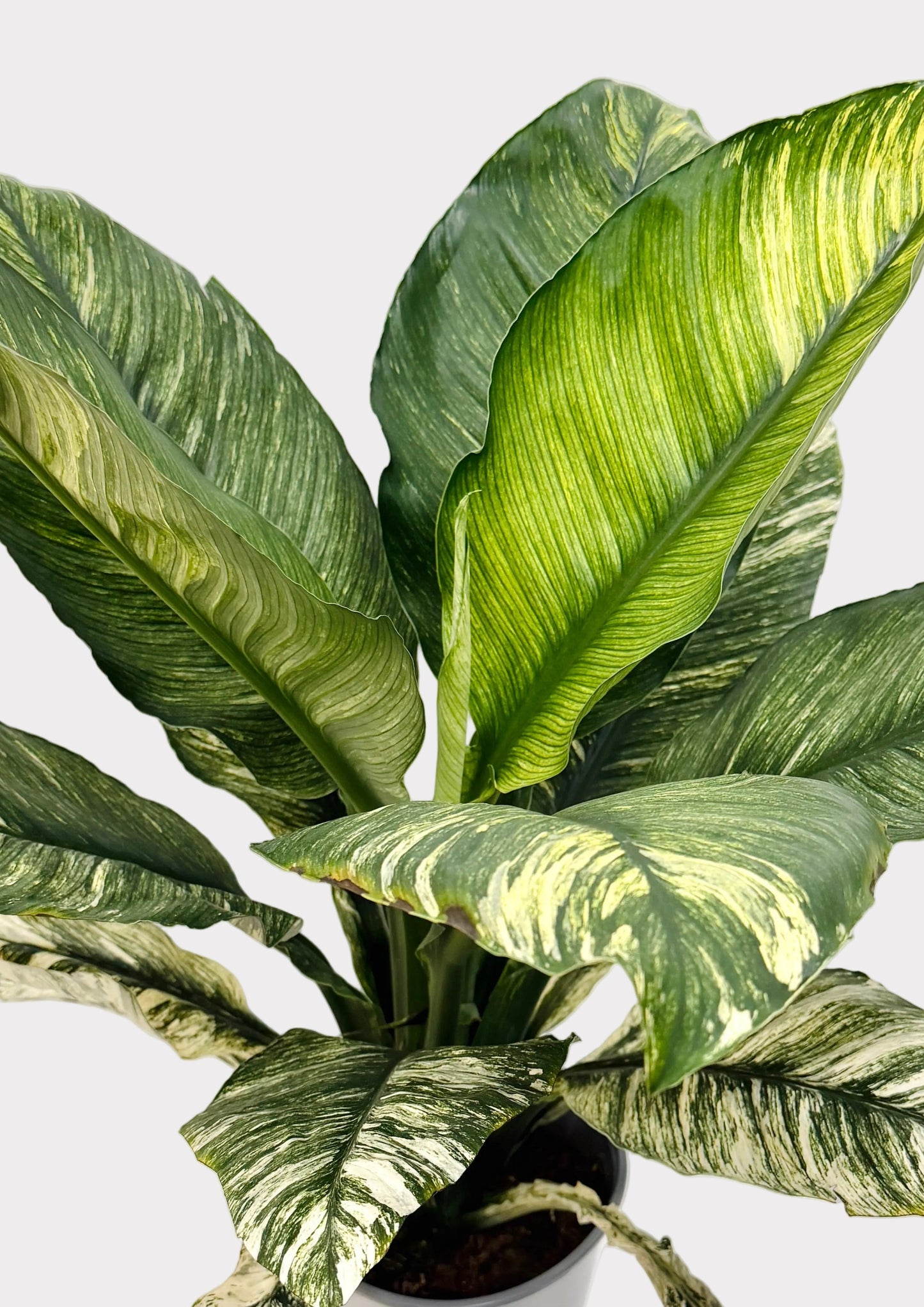 Spathiphyllum - Sensation 'Variegata’