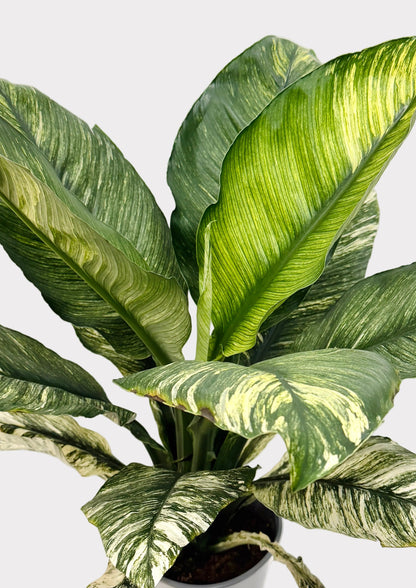 Spathiphyllum - Sensation 'Variegata’