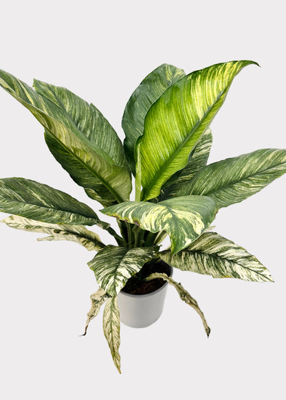 Spathiphyllum - Sensation 'Variegata’