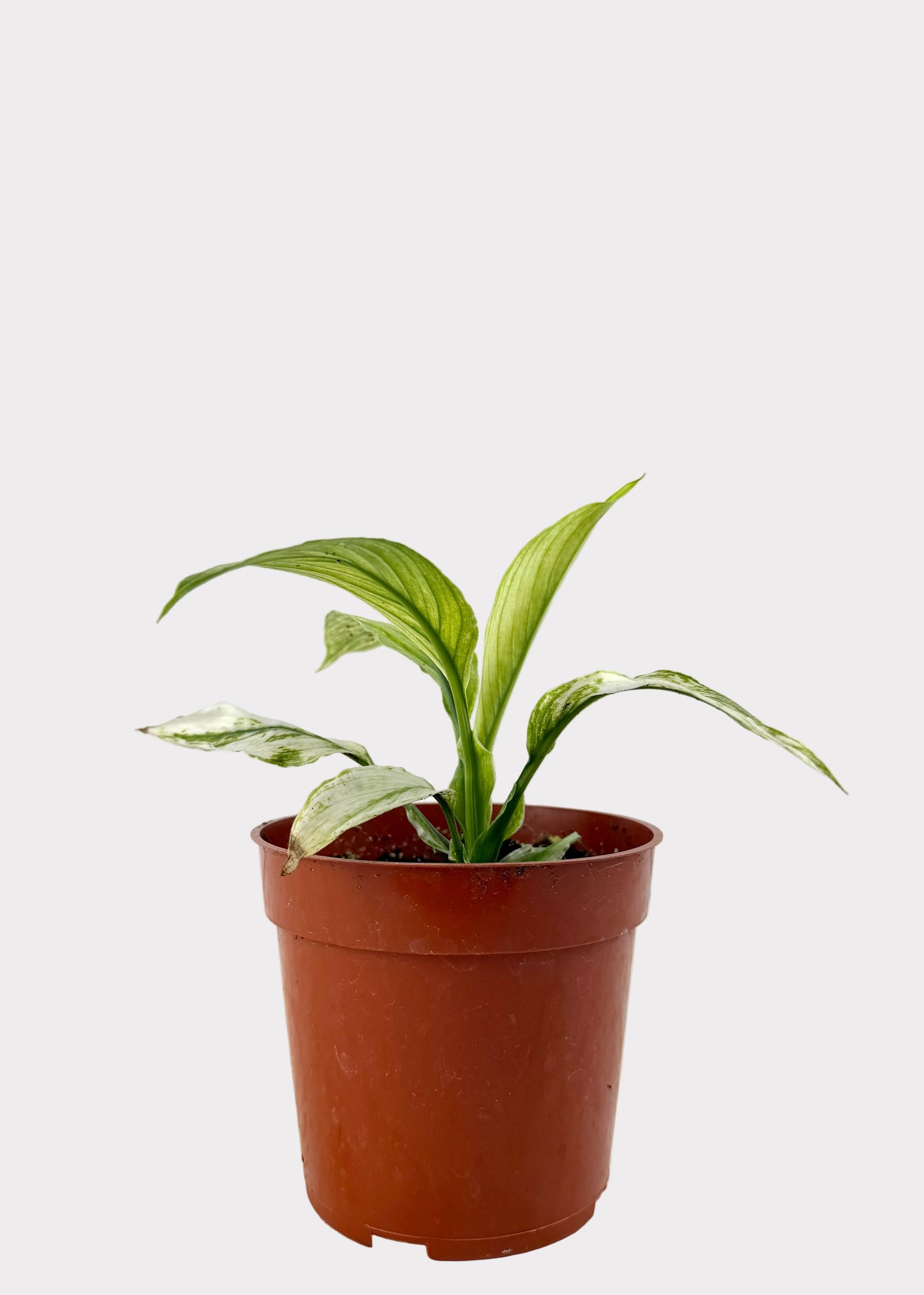 Spathiphyllum - Sensation 'Variegata’