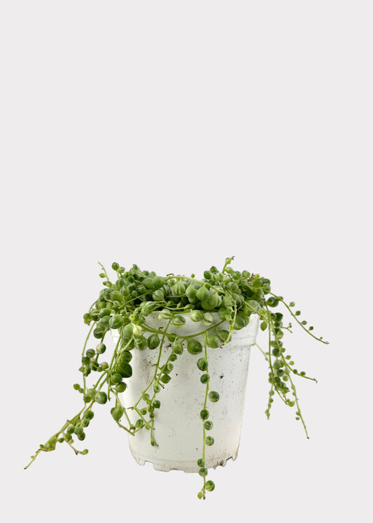 Variegated Senecio Rowleyanus – Variegated String of Pearls