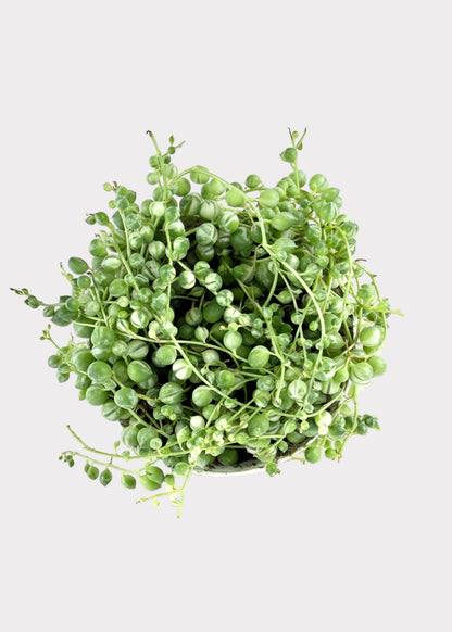 Variegated Senecio Rowleyanus – Variegated String of Pearls