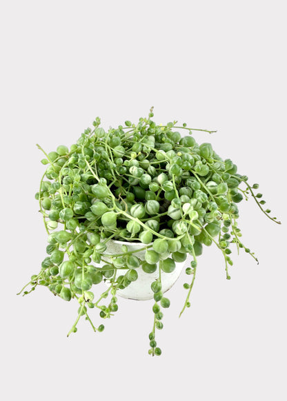 Variegated Senecio Rowleyanus – Variegated String of Pearls