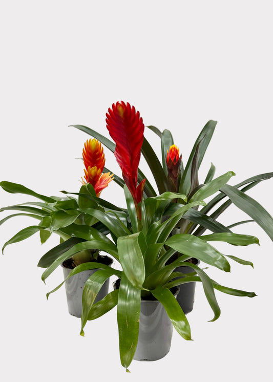 Bromeliad - Vriesea