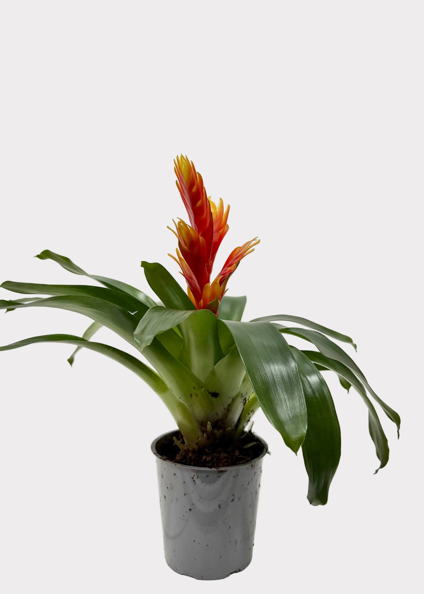 Bromeliad - Vriesea