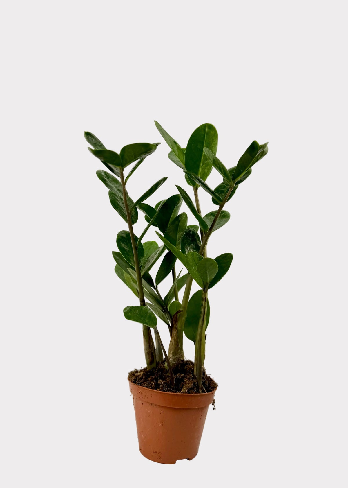 Zamioculcas Zamiifolia - Super Lucky