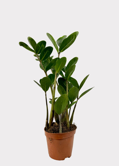 Zamioculcas Zamiifolia - Super Lucky