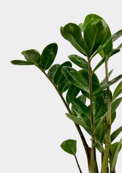 Zamioculcas Zamiifolia - Super Lucky