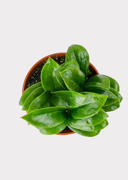 Zamioculcas zamiifolia - Zenzi