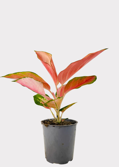 Aglaonema – China Red