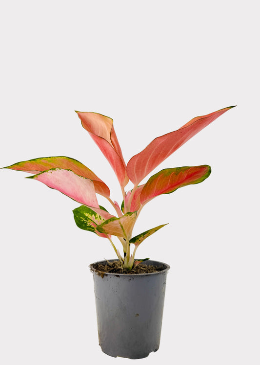 Aglaonema – China Red