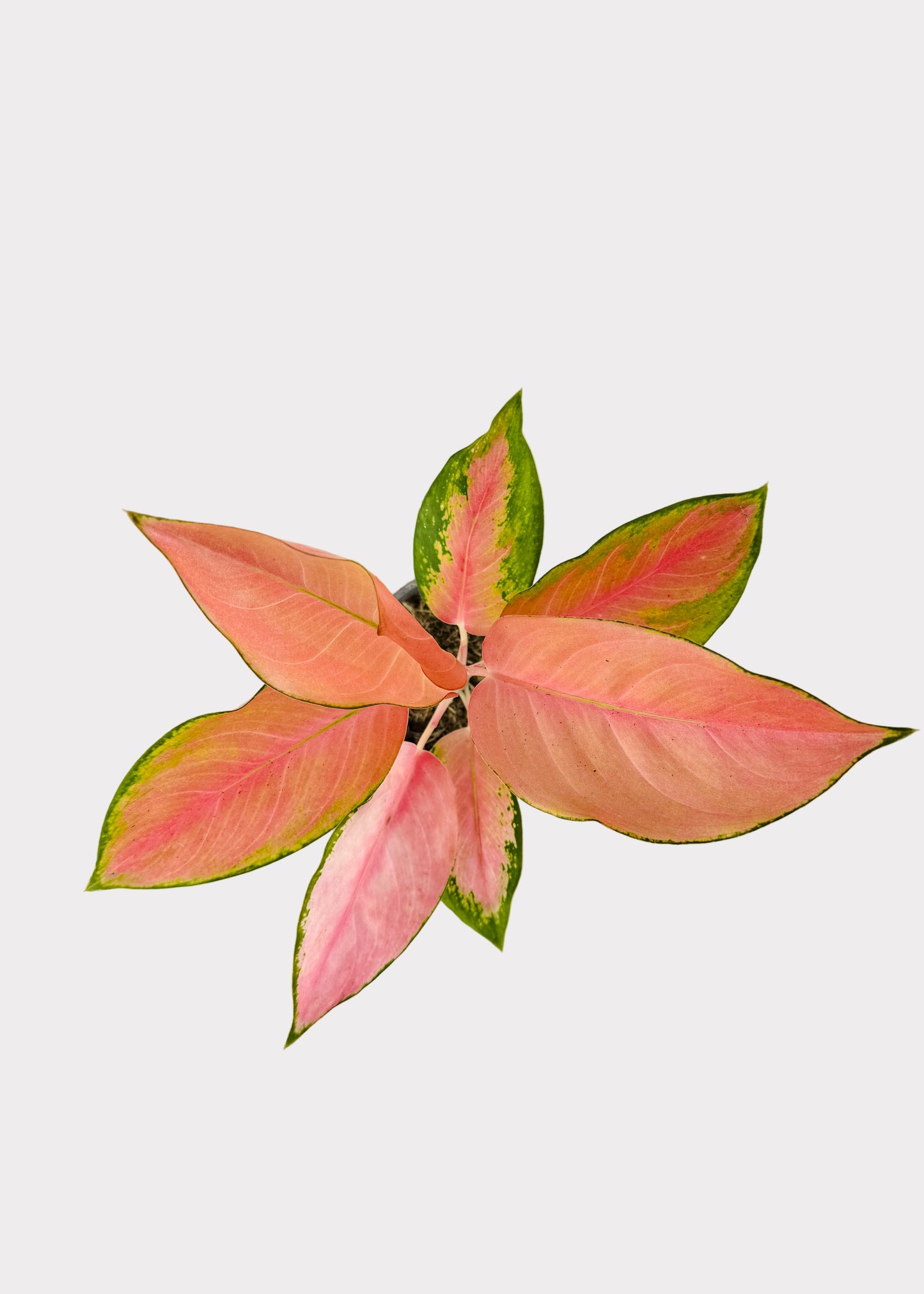 Aglaonema – China Red